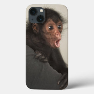 Macaco-aranha-de-cara-vermelha Ateles paniscus)