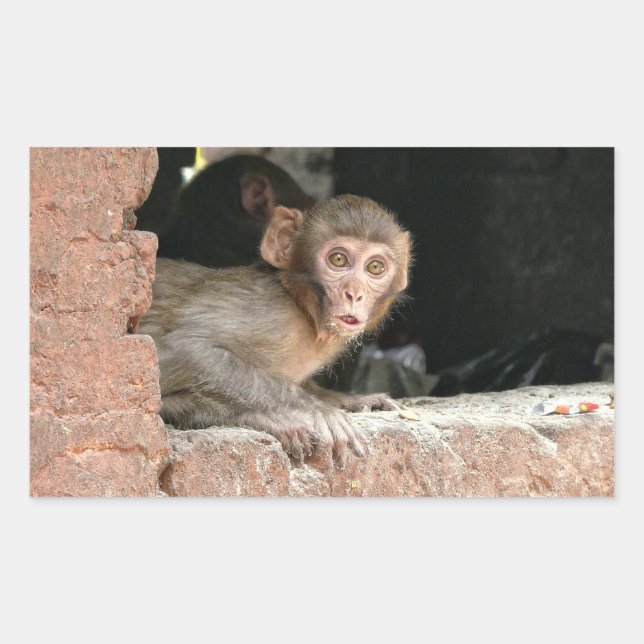 Macaco assustado com grande adesivo retangular ocu (Frente)
