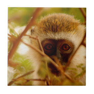 Macaco atrevido.
