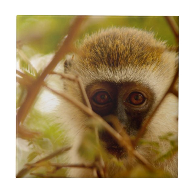 Macaco atrevido. (Frente)