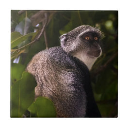 Macaco azul, Zanzibar