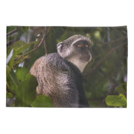 Macaco azul, Zanzibar