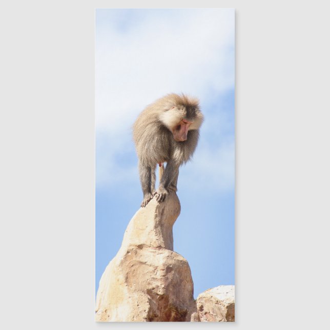 Macaco babuíno no topo de uma montanha (Frente)