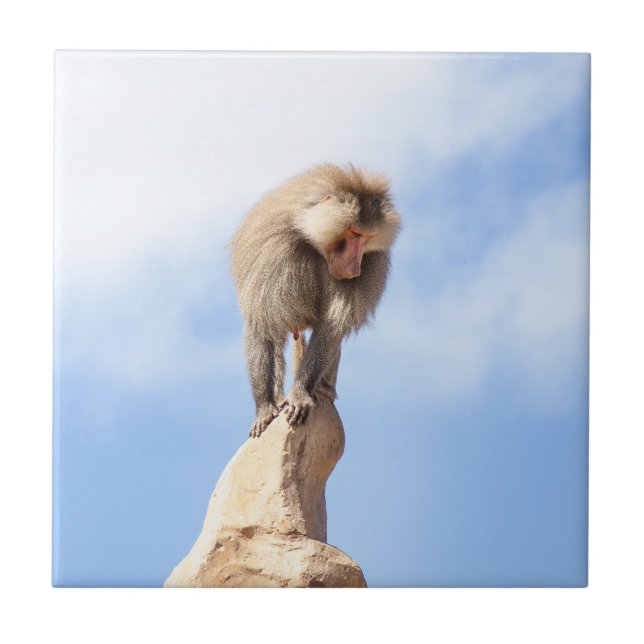Macaco babuíno no topo de uma montanha (Frente)