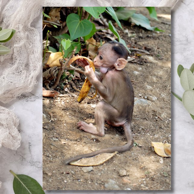 Macaco-Bebê (Criador carregado)