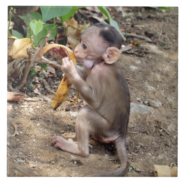 Macaco-Bebê (Frente)