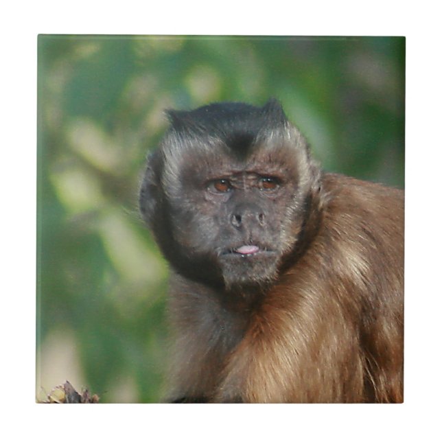 Macaco Capuchin, Cute Mas Cranky (Frente)