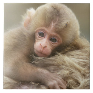 Macaco da Neve Bebê, Jigokudani, Nagano, Japão 2