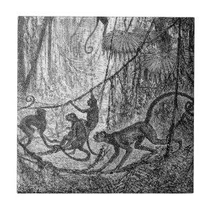 Macaco da selva dos macacos de aranha dos 1800s do
