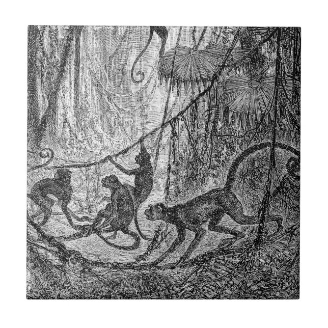 Macaco da selva dos macacos de aranha dos 1800s do (Frente)