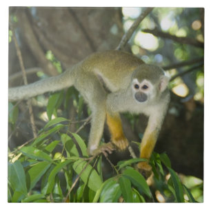 Macaco-de-cheiro-comum, (Saimiri sciureus), Rio