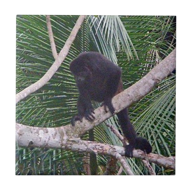 Macaco de Howler e macaco do bebê na selva de (Frente)