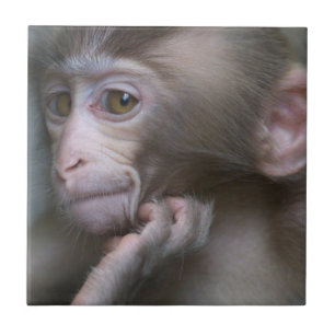 Macaco do bebê