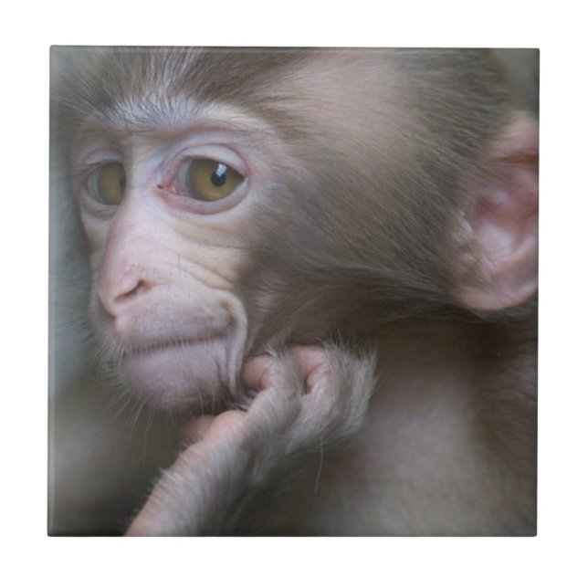 Macaco do bebê (Frente)