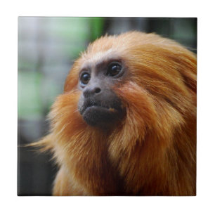 Macaco do Tamarin