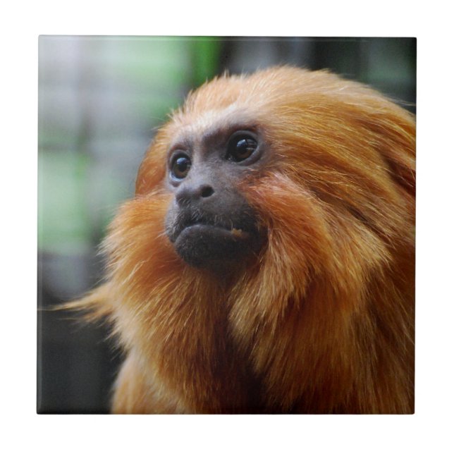 Macaco do Tamarin (Frente)