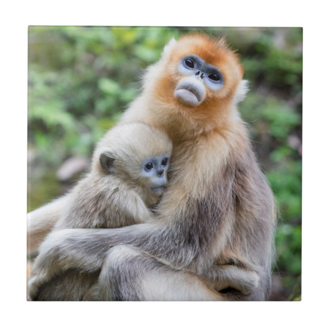 Macaco Dourado de Nariz Arrebitado com Bebê (Frente)