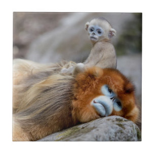 Macaco Dourado de Nariz Arrebitado Pai com Bebê
