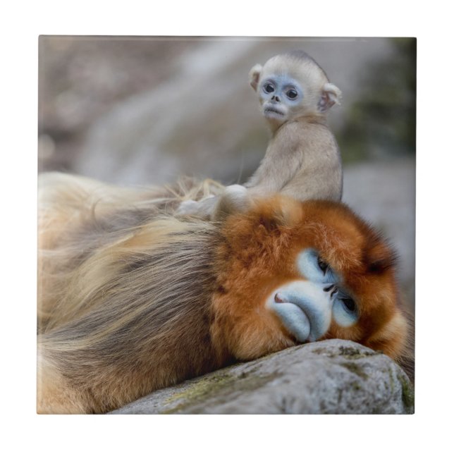 Macaco Dourado de Nariz Arrebitado Pai com Bebê (Frente)