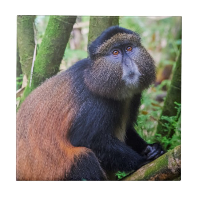 Macaco Dourado, Ruanda (Frente)
