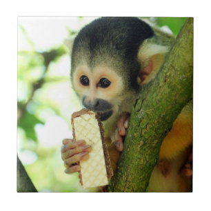 Macaco-esquilo comendo um biscoito de Wafer