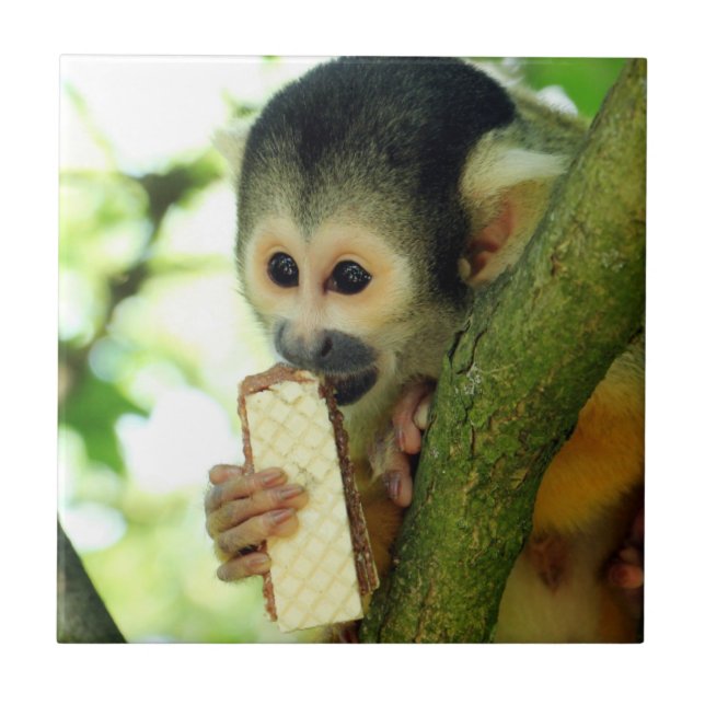 Macaco Esquilo Comendo um Biscoito Wafer (Frente)