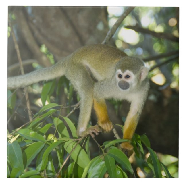 Macaco-Esquilo-Comum (Saimiri sciureus), Rio (Frente)