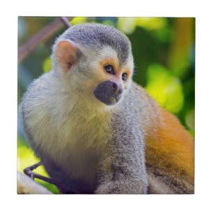 Macaco-esquilo no Parque Nacional Manuel Antonio -