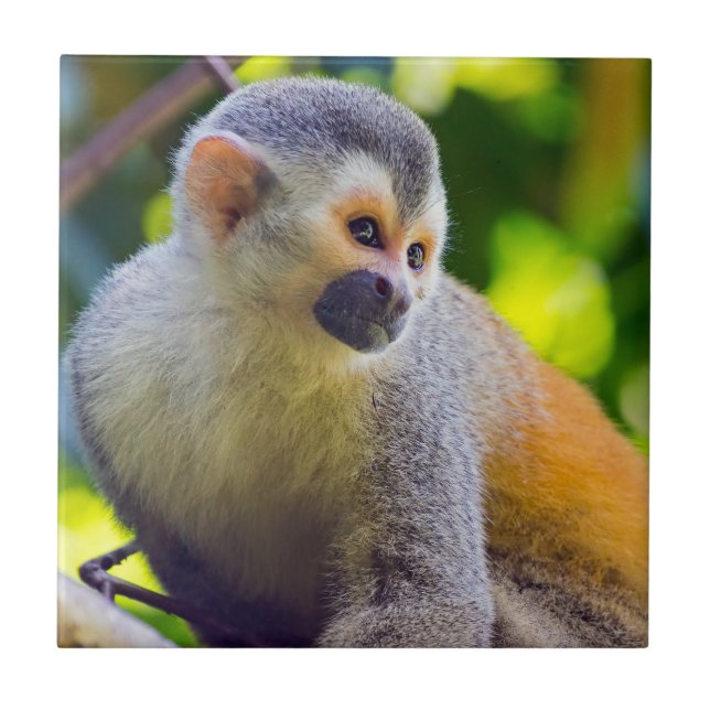 Macaco-esquilo no Parque Nacional Manuel Antonio - (Frente)