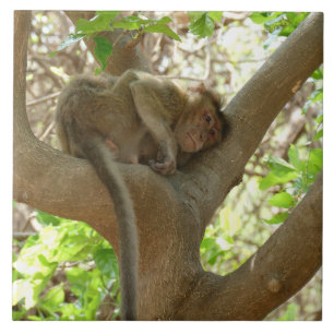 Macaco - Estou tão cansado