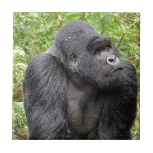 Macaco Feliz (Frente)