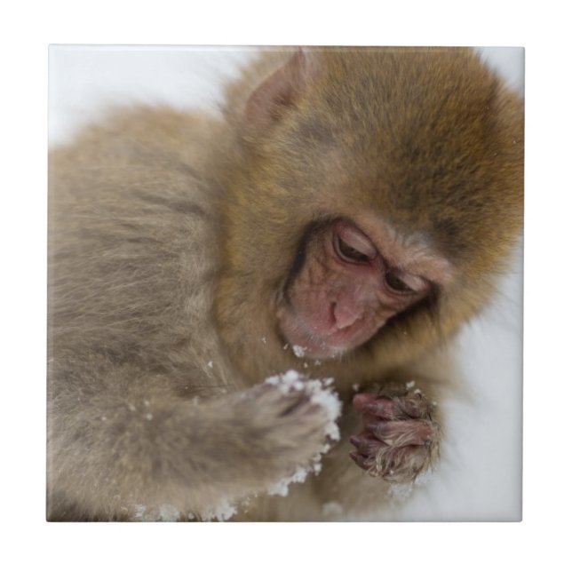 Macaco japonês da neve do Macaque | do bebê (Frente)