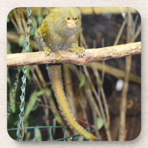 Macaco Marmoset Em Alerta, Porta copos