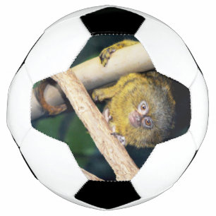 Macaco-Marmoset Oi Lá, Bola De Futebol