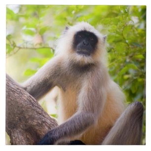 Macaco na selva do Parque Nacional de Ranthambore