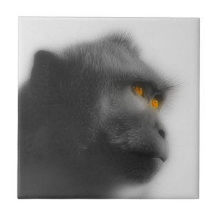 Macaco Penso