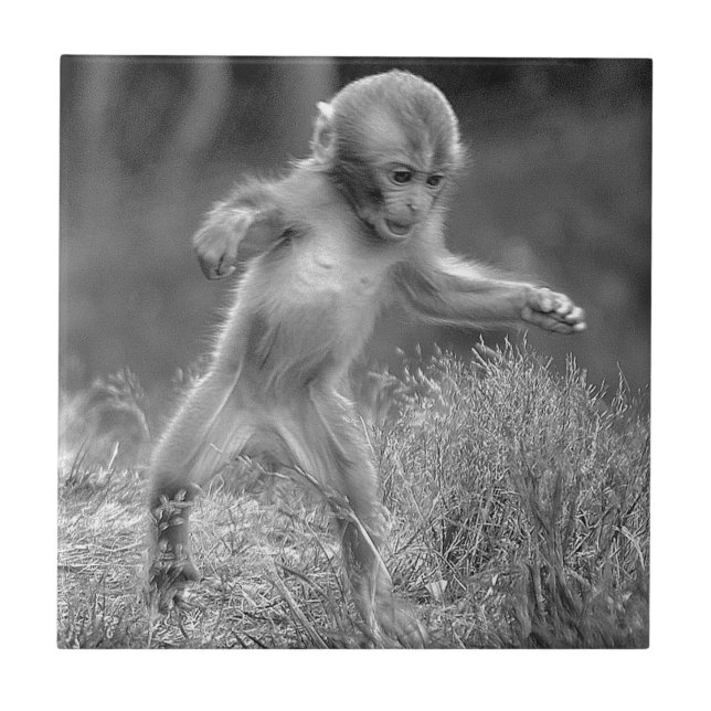 Macaco pequeno Funky (Frente)