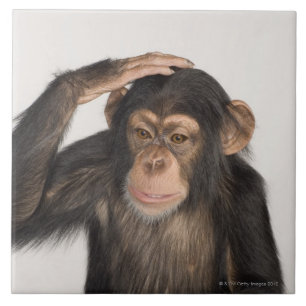 Macaco que risca sua cabeça