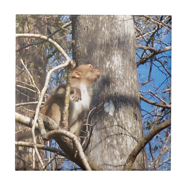 macaco rhesus olhando para cima (Frente)