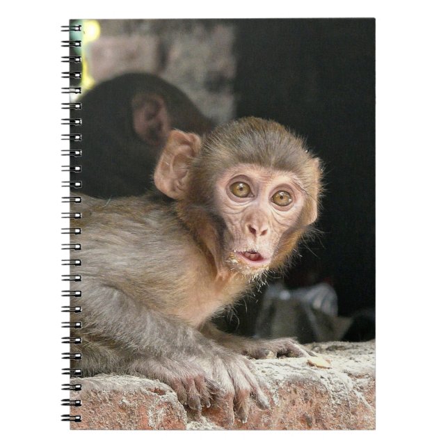 Macaco Scared com o caderno grande dos olhos (Frente)