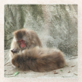 Macacos