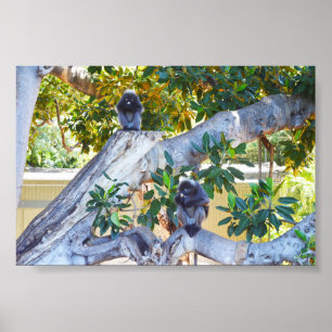 Macacos Black Langur Comendo, Poster