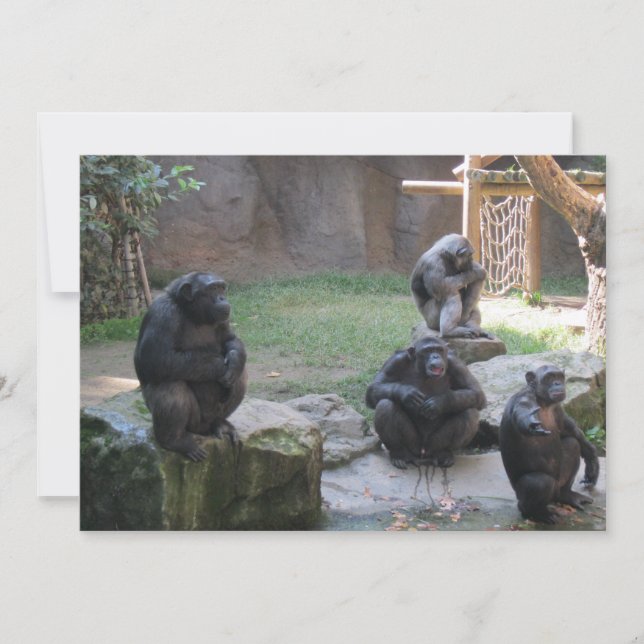 macacos engraçados (Frente)