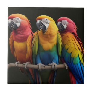 Macaw