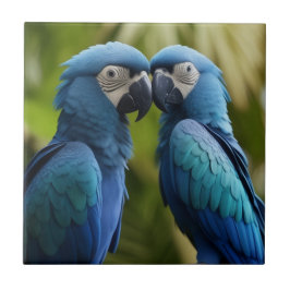 Macaw Azul