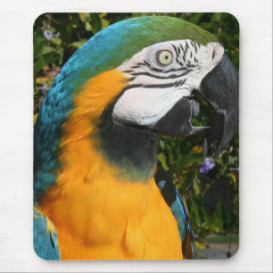 Macaw azul & Dourado Mousepad