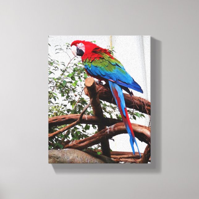 Macaw de asa verde #3 Canvas (Frente)