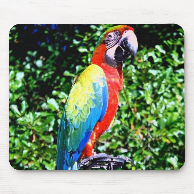 Macaw Mousepad (Frente)