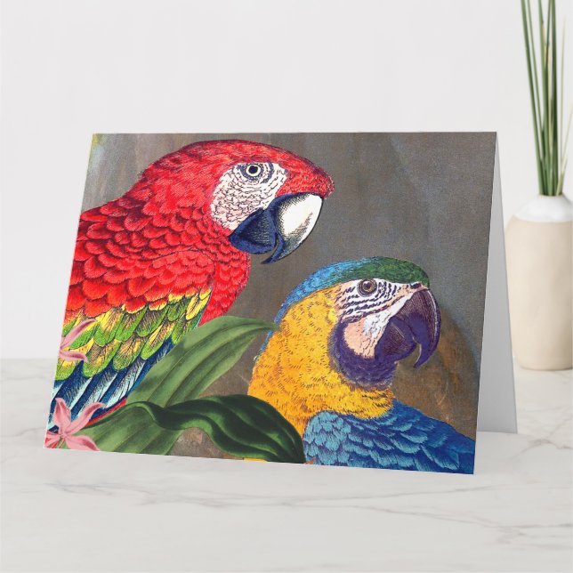 Macaw Parrot Birthday — Grande Cartão (Frente)