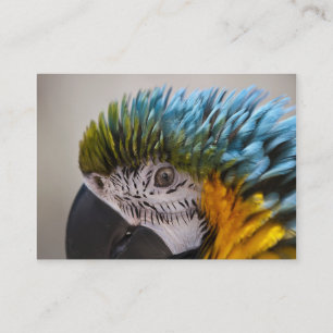 Macaw Parrot - Cartão de visita
